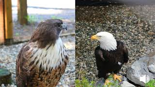 Redtailed Hawk and Bald Eagle Vocalization [upl. by Simonette335]