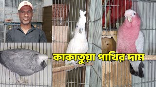 কাকাতুয়া পাখির দাম  Galah Cockatoo  Moluccan Cockatoo [upl. by Naillimixam208]