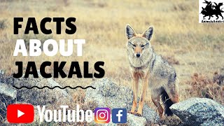 Learn the facts All you need to know about Jackal  EcoTraining [upl. by Atisusej329]