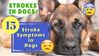 15 Stroke Symptoms in Dogs [upl. by Daukas]