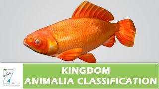 Kingdom Animalia Classification [upl. by Alset]