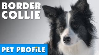 Border Collie Pet Profile  Bondi Vet [upl. by Hess]