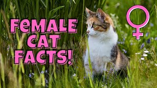 12 Fascinating Facts About Female Cats 11 is Beautiful [upl. by Dev112]