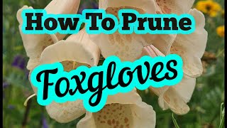 How to prune foxgloves [upl. by Aric]