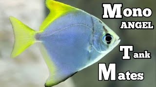 Mono angel fish tank mates  Mono Argentus tank mates  Mono angelfish [upl. by Ahsiel]