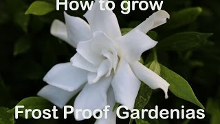 How to grow Frost Proof Gardenia with description and advice [upl. by Inaffets]