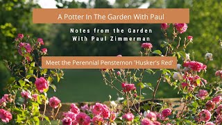 Meet The Perennial Penstemon Huskers Red [upl. by Tutankhamen]