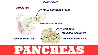 Histology of Pancreas [upl. by Ellekcir]