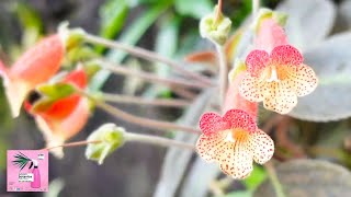 Les plantes médicinales africaines [upl. by Simona]