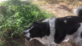 My Border Collie Barking [upl. by Eiclek609]