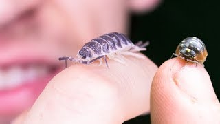 These Isopods are AWESOME [upl. by Nnagrom]