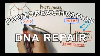 Photoreactivation  DNA Repair Mechanism [upl. by Robma168]