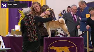 Shiba Inu  Breed Judging 2020 [upl. by Goodden786]