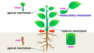 Types of Plant Cells [upl. by Hgielar407]