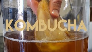 Beginners Guide To Fermentation Kombucha Making [upl. by Ikkaj]