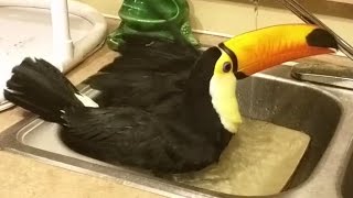 Toucan takes a bath [upl. by Jed655]