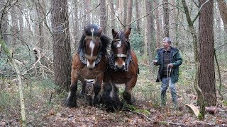 A team of 2 Belgian draft horses pull a long and heavy log [upl. by Hidie925]