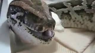 Snake Eats Chick Alive 2 Part 2 [upl. by Bora110]