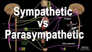 Autonomic Nervous System Sympathetic vs Parasympathetic Animation [upl. by Maller176]