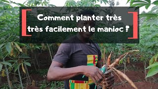 Comment planter très facilement le manioc [upl. by Ecyt293]