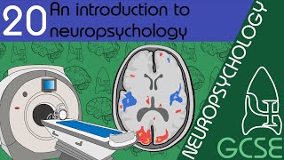 Introduction to neuropsychology  Neuropsychology GCSE Psychology AQA [upl. by Adolph]