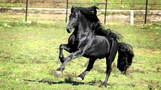 WORLD FAMOUS FRIESIAN STALLION [upl. by Dermott]