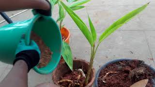 How to easily propagate Heliconia Psittacorum by division [upl. by Graf]