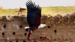 Eagle Plucks Prey in Flight  A Perfect Planet  BBC Earth [upl. by Sugna72]