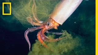 The Amazing Squid  Nat Geo Live [upl. by Wampler274]