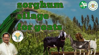 Goat farming in the Philippines  Boer  Anglo Nubian  LaMancha  Sec Manny Piñol  Sorghum silage [upl. by Riancho]