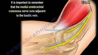 NERVE INJURY The Medial Antebrachial Cutaneous Everything You Need To Know  Dr Nabil Ebraheim [upl. by Merrill]