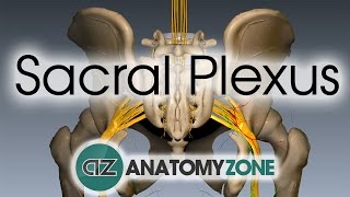 Sacral Plexus  Anatomy Tutorial [upl. by Auqenehs]