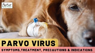 Parvo Virus In Dogs Symptoms Treatment amp Precautions  Dr Anirudh Mittal [upl. by Brodsky]