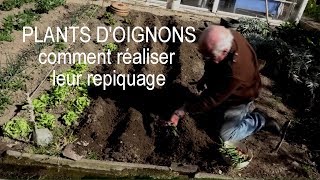 Oignons comment réaliser son repiquage LC VIDEO [upl. by Siger]