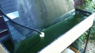 Growing Spirulina at Home Blue green algae for fish and people too [upl. by Sorensen]