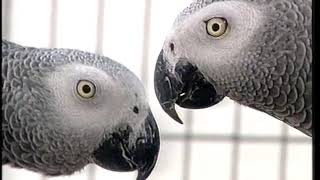 African Grey Parrots  Care and Breeding  Part 1 Full [upl. by Ttelracs]