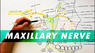 Trigeminal Nerve Anatomy  The Maxillary nerve [upl. by Fesoj]