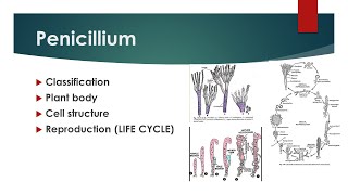 The Production of PenicillinHow Penicillin is made  Essential Science [upl. by Asin603]