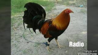 Top Strongest Gamefowl Breeds Part 3 [upl. by Berns300]