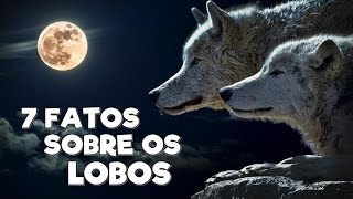 7 FATOS SOBRE OS LOBOS [upl. by Helm]