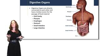 Introduction to the Digestive System [upl. by Mikeb]