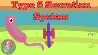 Type 6 Secretion System [upl. by Wallinga]