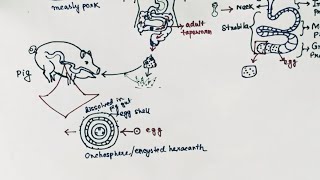 Taenia solium Lifecycle  Tapeworm  Taeniasis  Cysticercosis  English [upl. by Nylirac125]