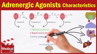 Pharmacology ANS 13 Adrenergic Agonists Characteristics  Pharmacology MADE EASY [upl. by Fairman]