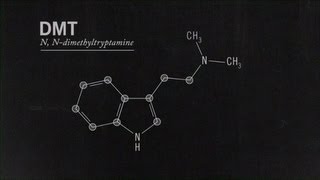 What Is DMT Joe Rogan [upl. by Amias]