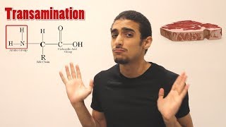 Overview on Amino acid metabolism شرح بالعربي لمصير الأمينو أسيد [upl. by Teragramyram]