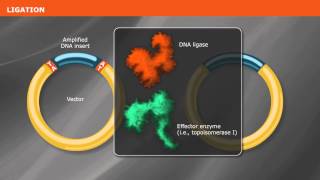 Overview of PCR Cloning [upl. by Assiren]