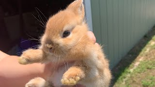 Getting 2  8 Week old Netherland Dwarf Rabbits 🐇 [upl. by Ennairrek]