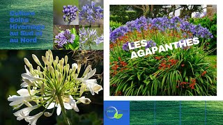 Les Agapanthes [upl. by Deraj]