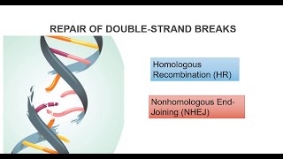 DNA Double Strand Breaks And Repair Systems Part 2 [upl. by Loggins563]